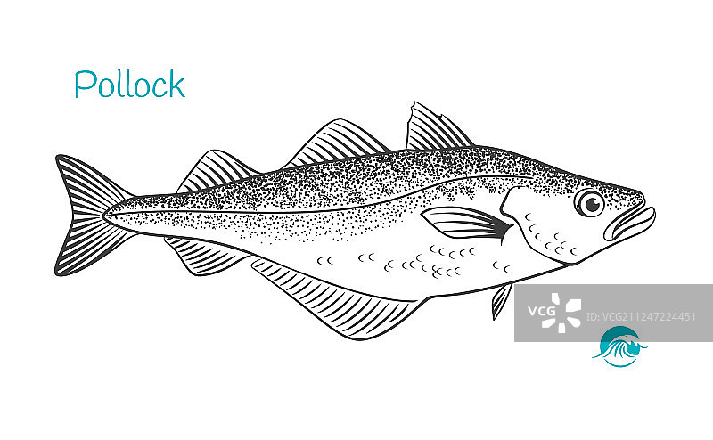 手绘鳕鱼图片素材