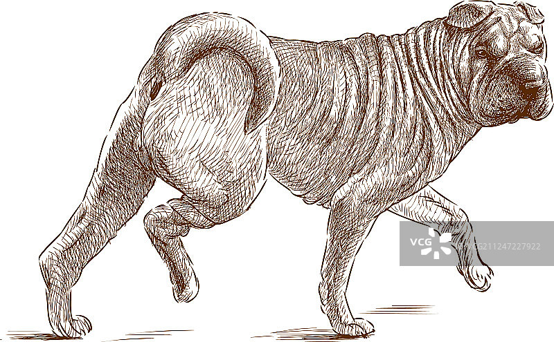 沙皮犬图片素材