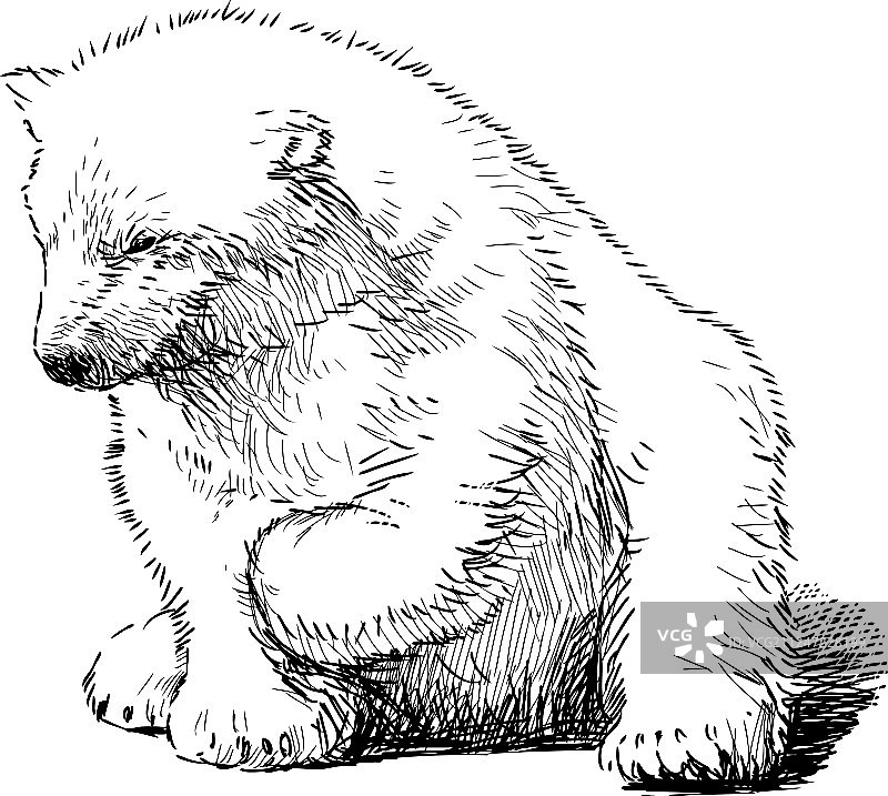 坐着的北极熊图片素材