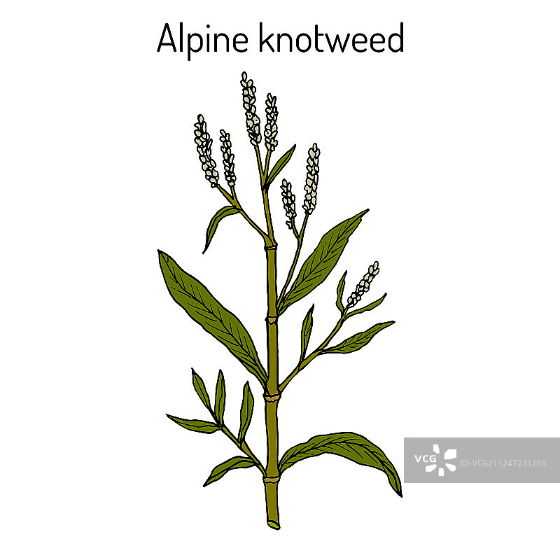蓼 medicinal图片素材