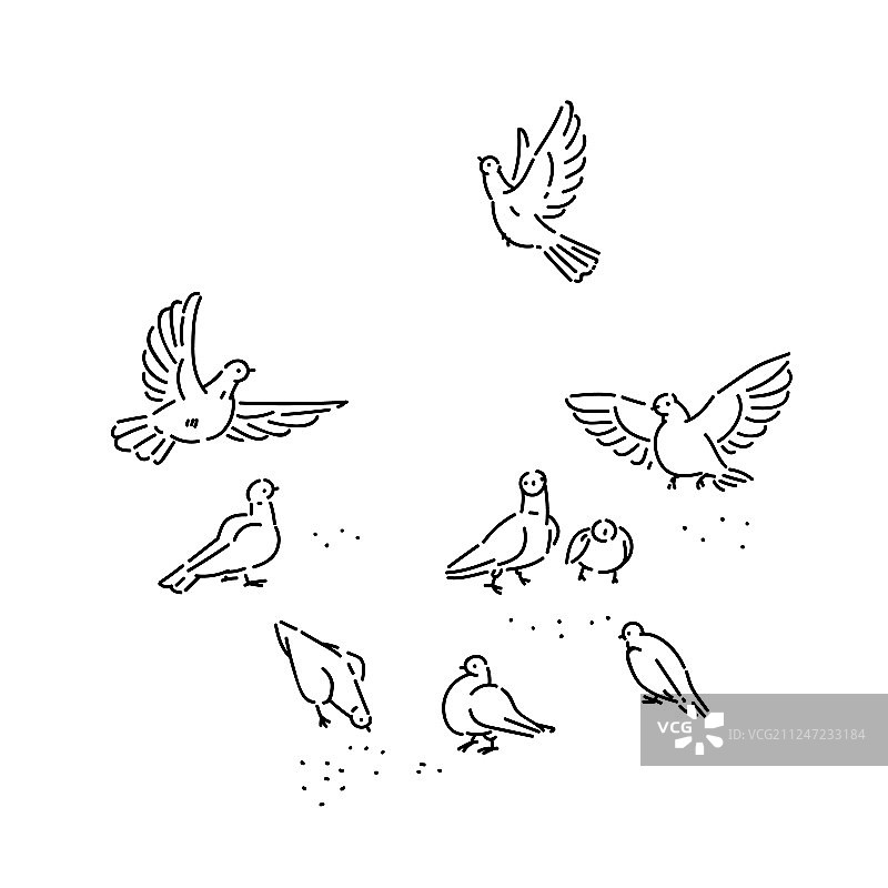 城市野生鸽子啄食谷物图片素材