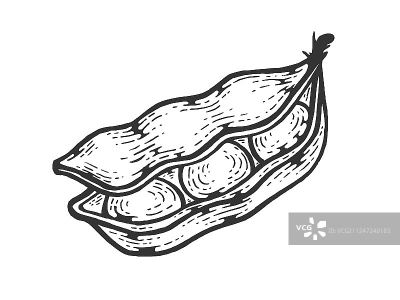大豆素描雕刻图片素材