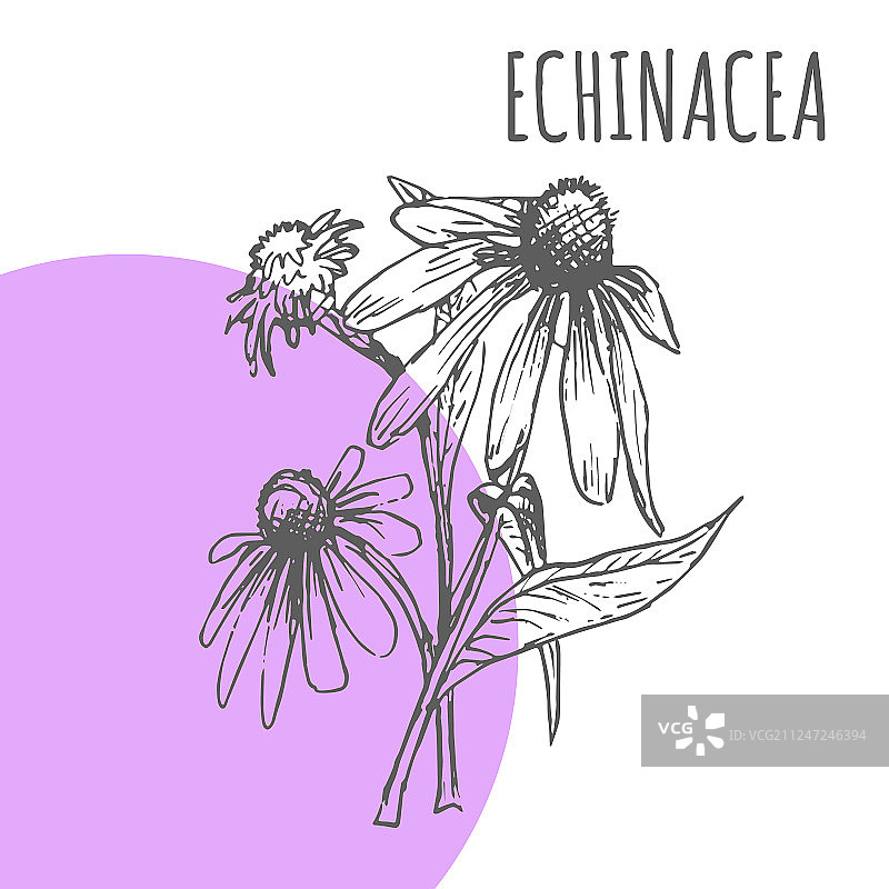 紫锥菊植物素描图片素材