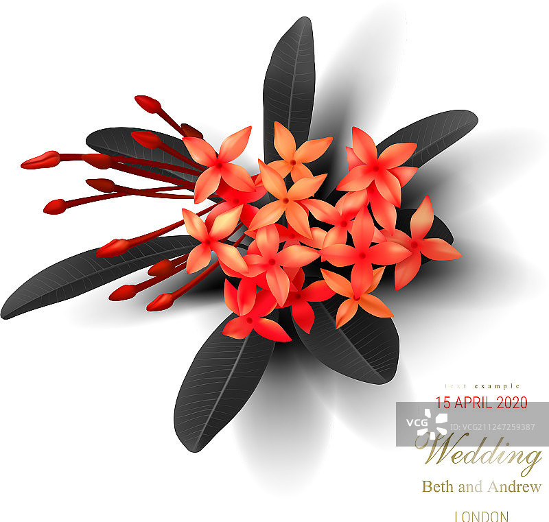 热带黑色树叶和异国情调的红色花朵图片素材