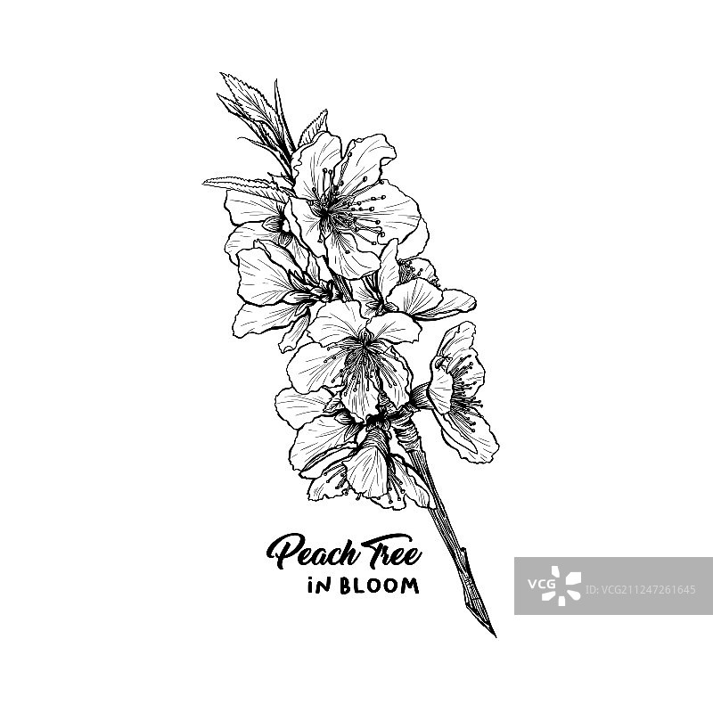 手绘桃花素描图片素材