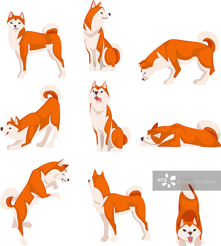 各种姿势的柴犬，可爱日本红图片素材