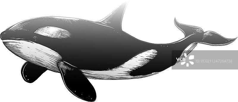 黑色虎鲸绘画图片素材