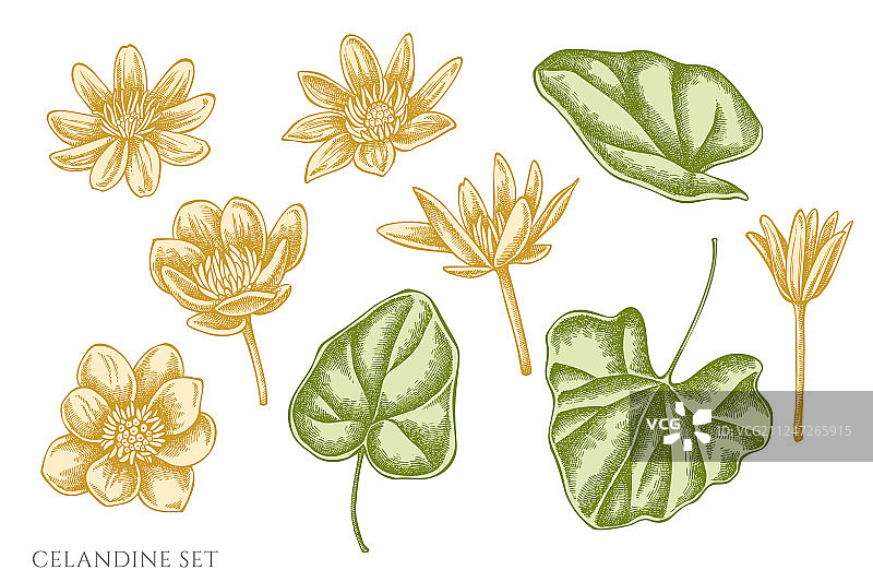 手绘柔和色调白屈菜合集图片素材