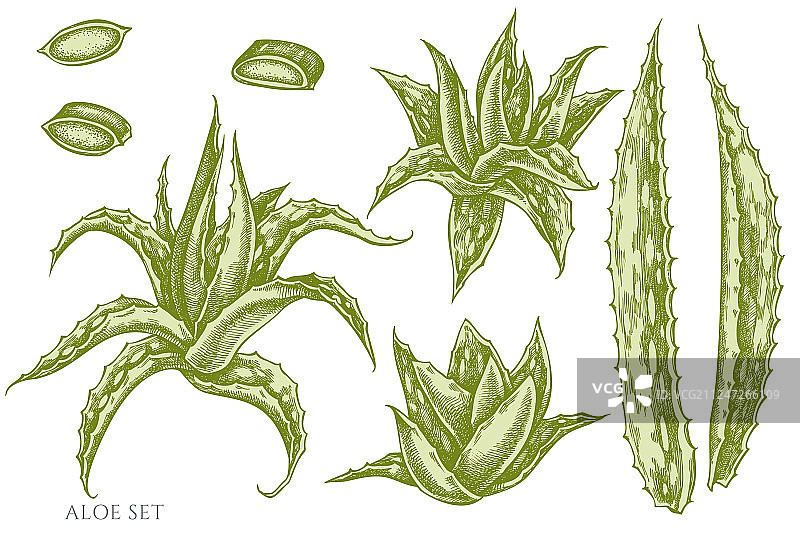 手绘粉彩芦荟图案合集图片素材