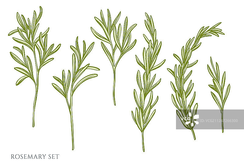 手绘粉彩迷迭香素材图片素材