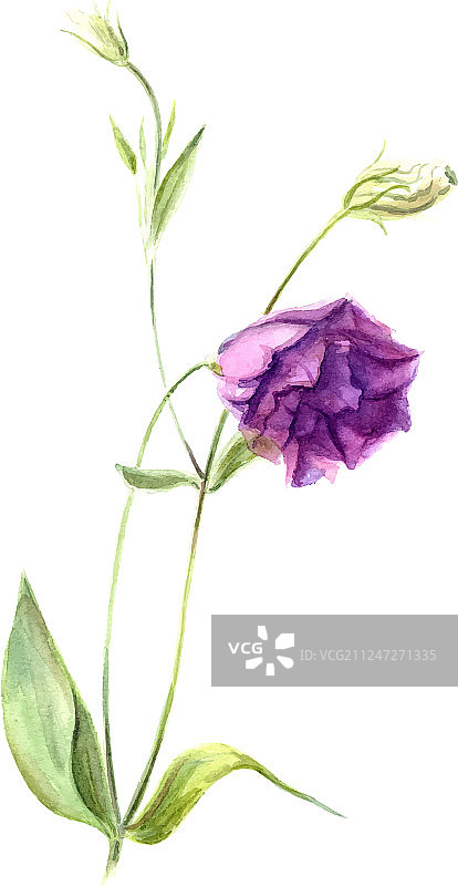 浅紫色洋桔梗花图片素材