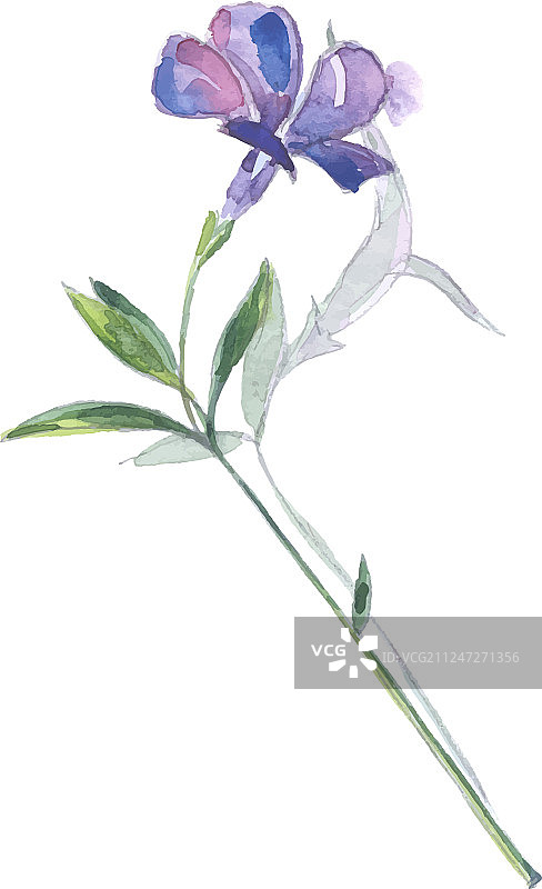 蓝色花朵小蔓长春花图片素材