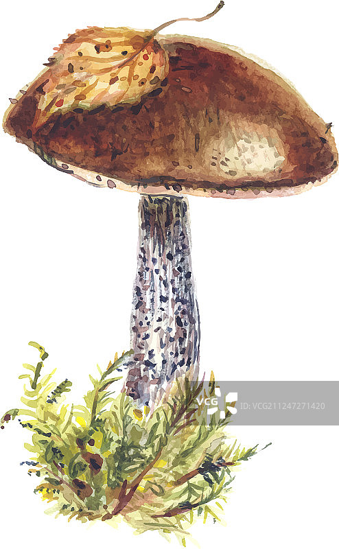 苔藓丛中的新鲜棕色牛肝菌图片素材