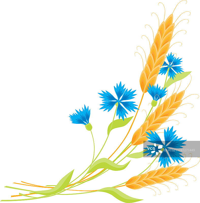 小麦和矢车菊图片素材