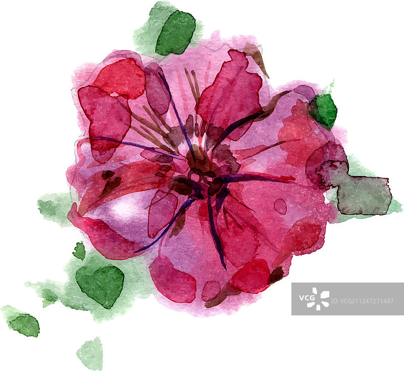 水彩手绘矮牵牛花图片素材