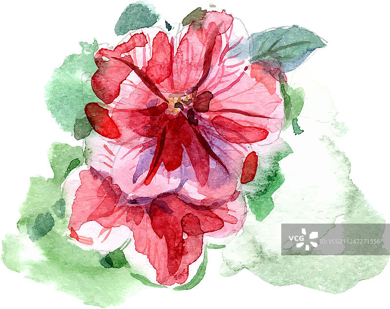 水彩手绘矮牵牛花图片素材