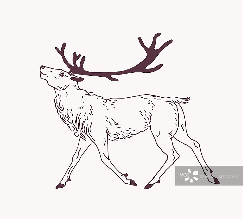 雄鹿驯鹿行走轮廓简笔画图片素材