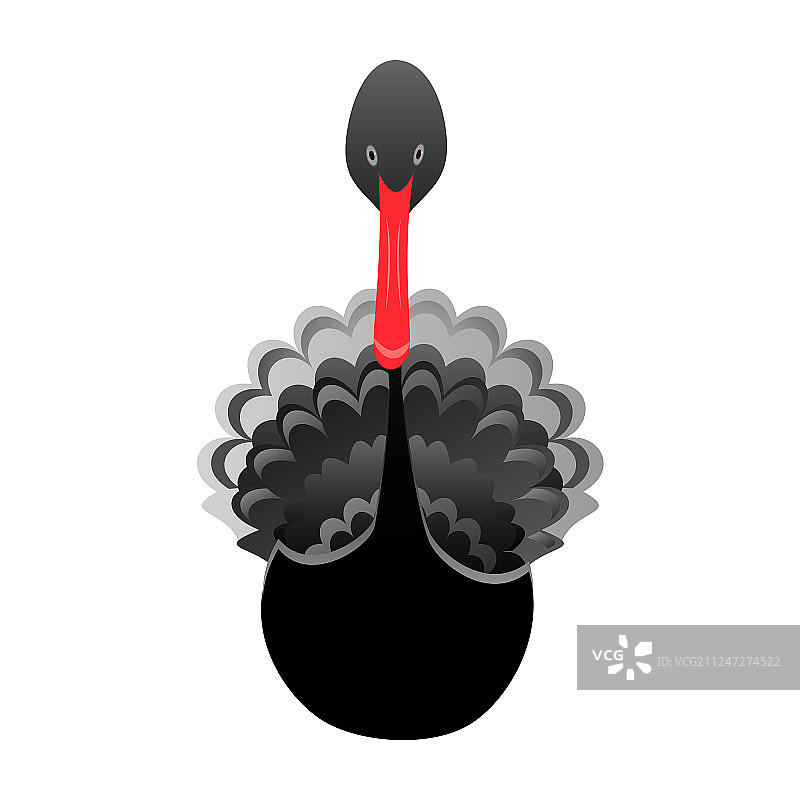 白色背景下的澳洲黑天鹅图片素材