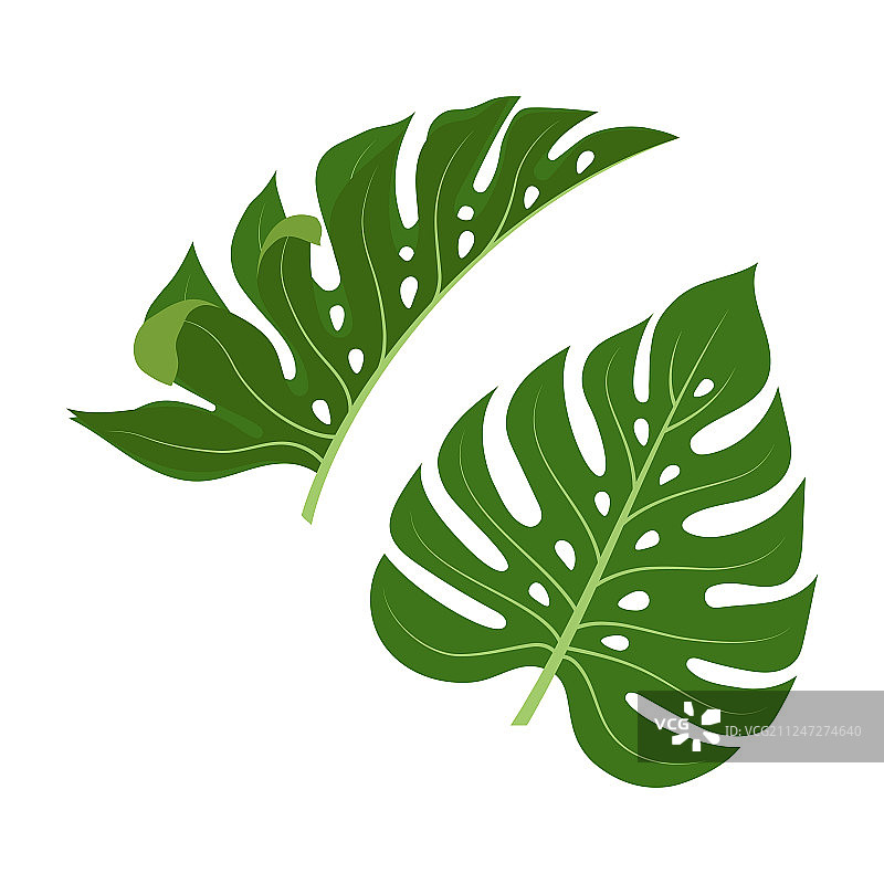 热带棕榈叶图案图片素材