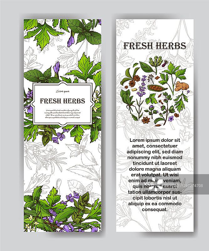 带有草本植物横幅素描的文本卡片图片素材