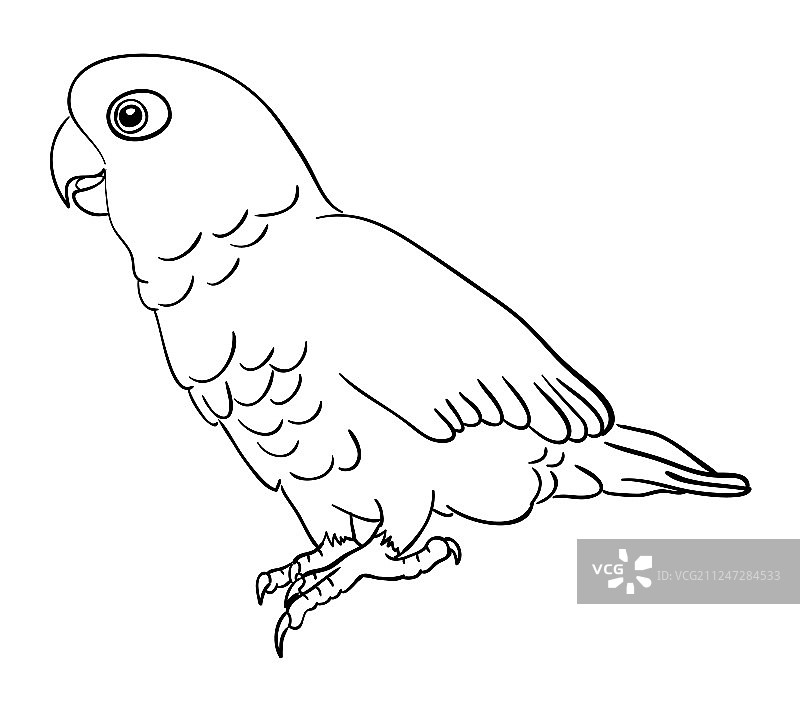葵花凤头鹦鹉鸟类线条艺术01图片素材