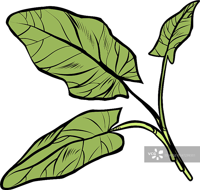 酸模园艺食用香料植物孤立图图片素材