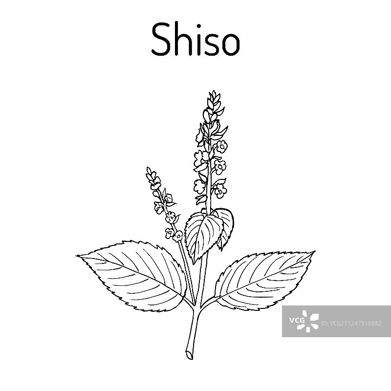 紫苏调味香料图片素材