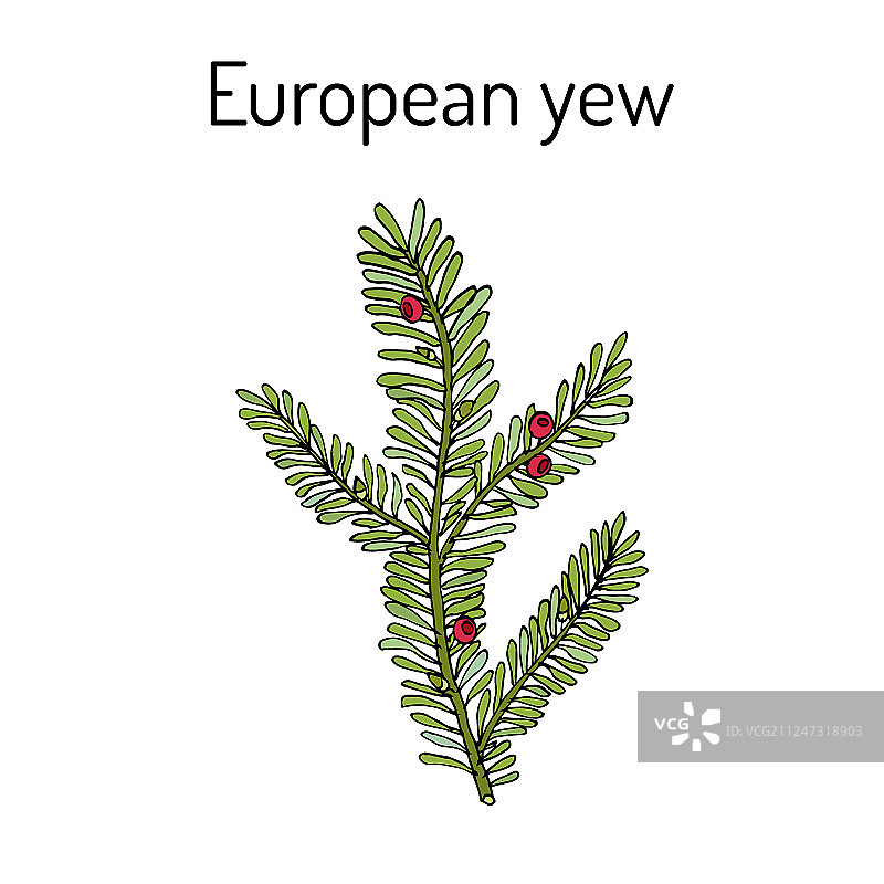 欧洲红豆杉：有毒植物图片素材