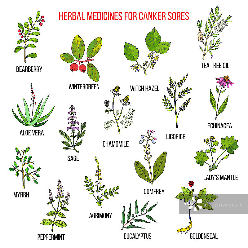 治疗口腔溃疡的最佳草药疗法图片素材