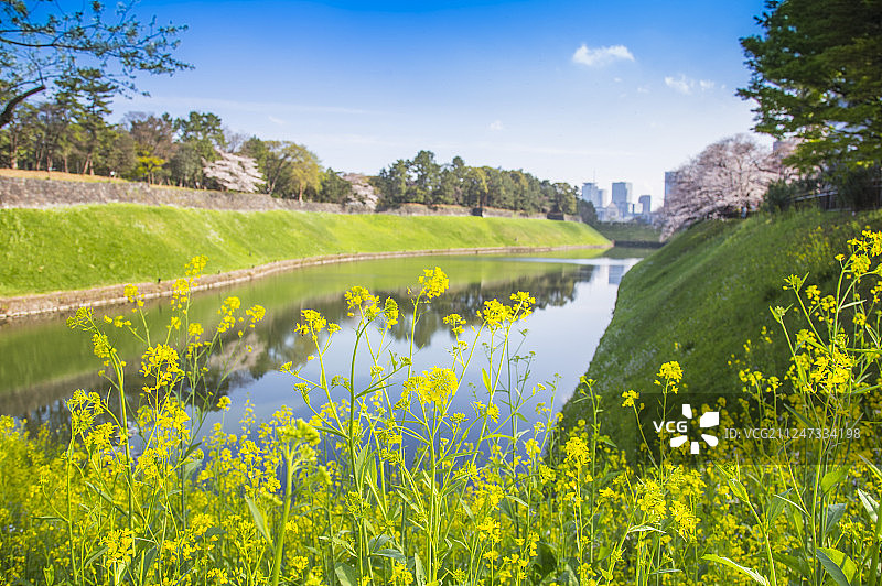 千鸟渊公园绿油油草地及樱花图片素材