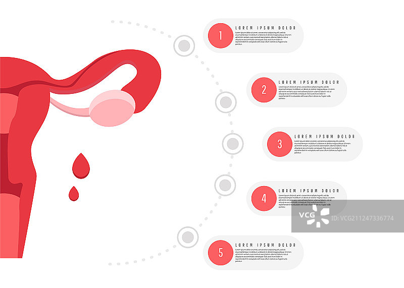 女性生殖健康与子宫图片素材