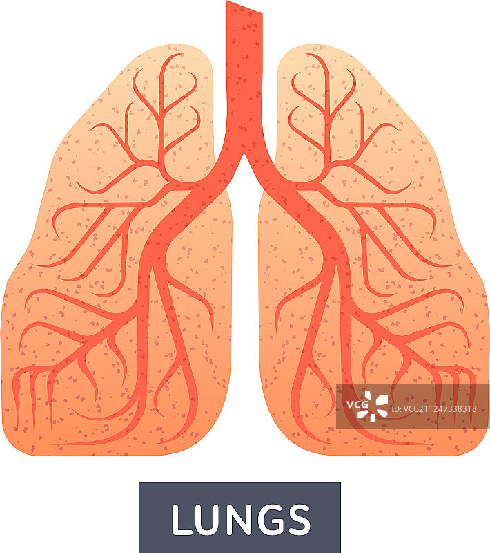 扁平风格的人体肺部图片素材