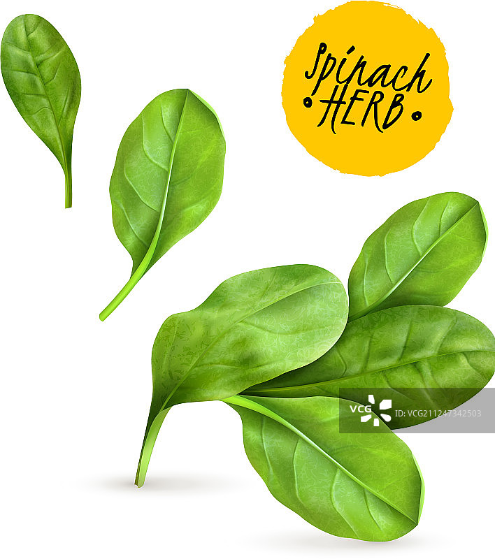 逼真写实菠菜图片素材