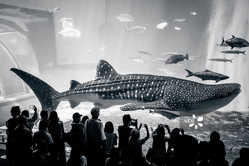 冲绳琉球群岛海洋水族馆鲸鲨图片素材