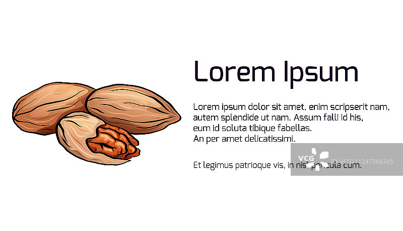 彩色卡通山核桃的横幅图片素材