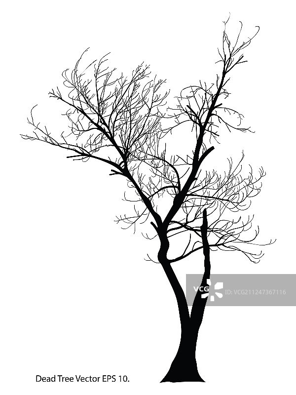 没有叶子的枯树素描图片素材