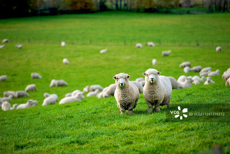 澳大利亚新西兰风光图片素材