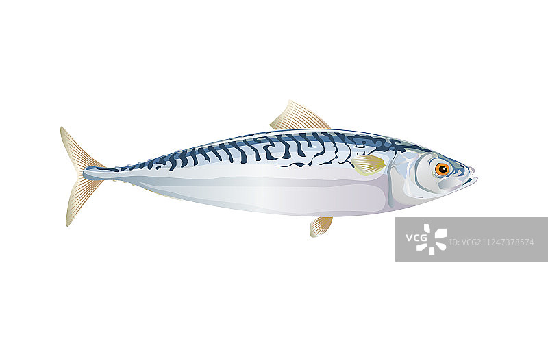 浅色背景马鲛鱼特写图片素材