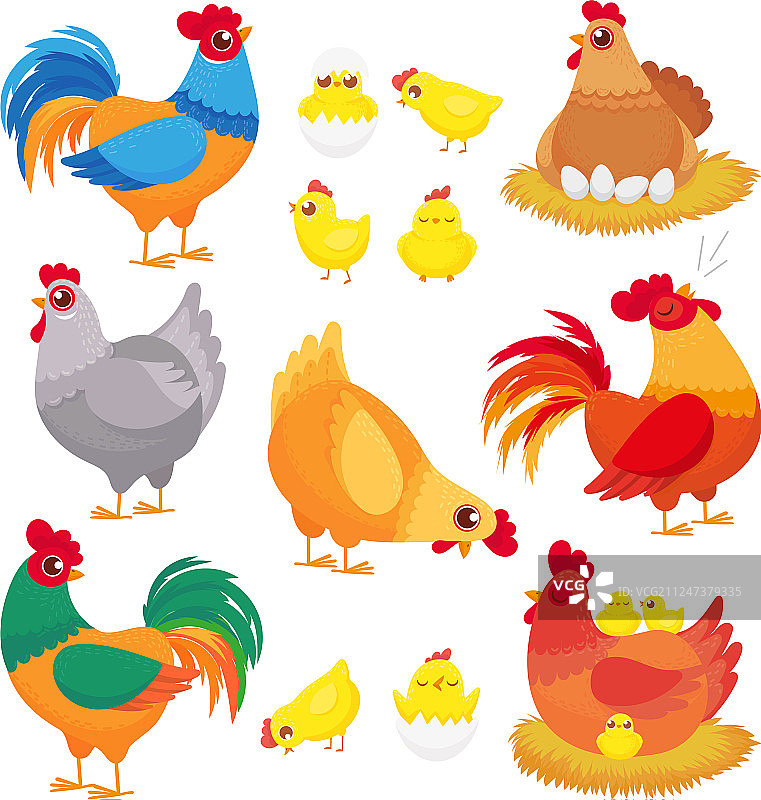 可爱的家养鸡家禽养殖母鸡图片素材