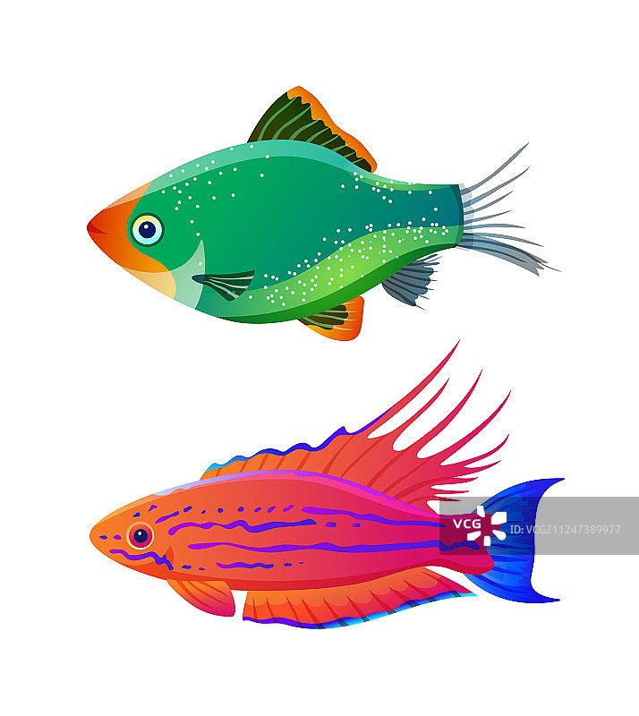 丝鳍连鳍唇鱼和绿虎倒钩鱼图片素材