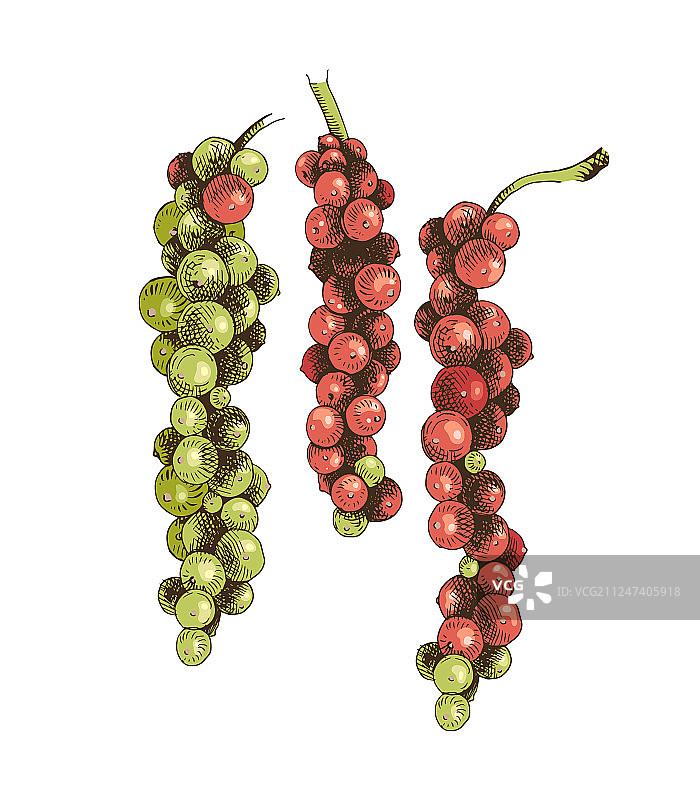 手绘黑胡椒束图片素材