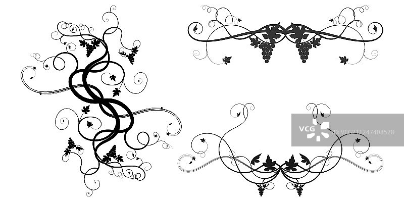 缠绕的葡萄枝黑色植物（白色背景）图片素材