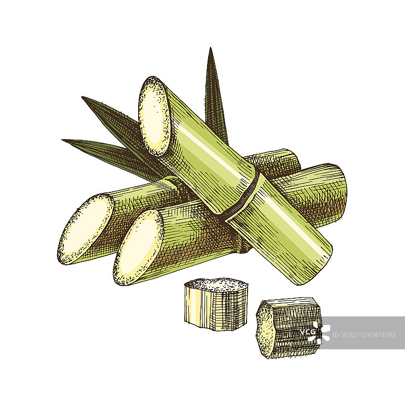 手绘甘蔗图片素材