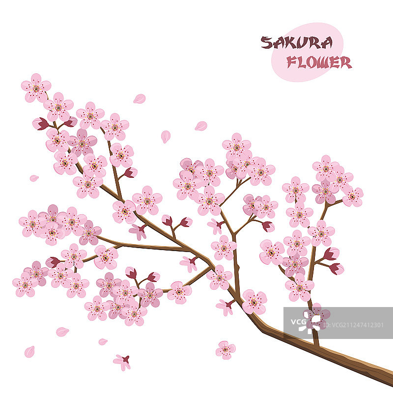 日本樱花树图片素材