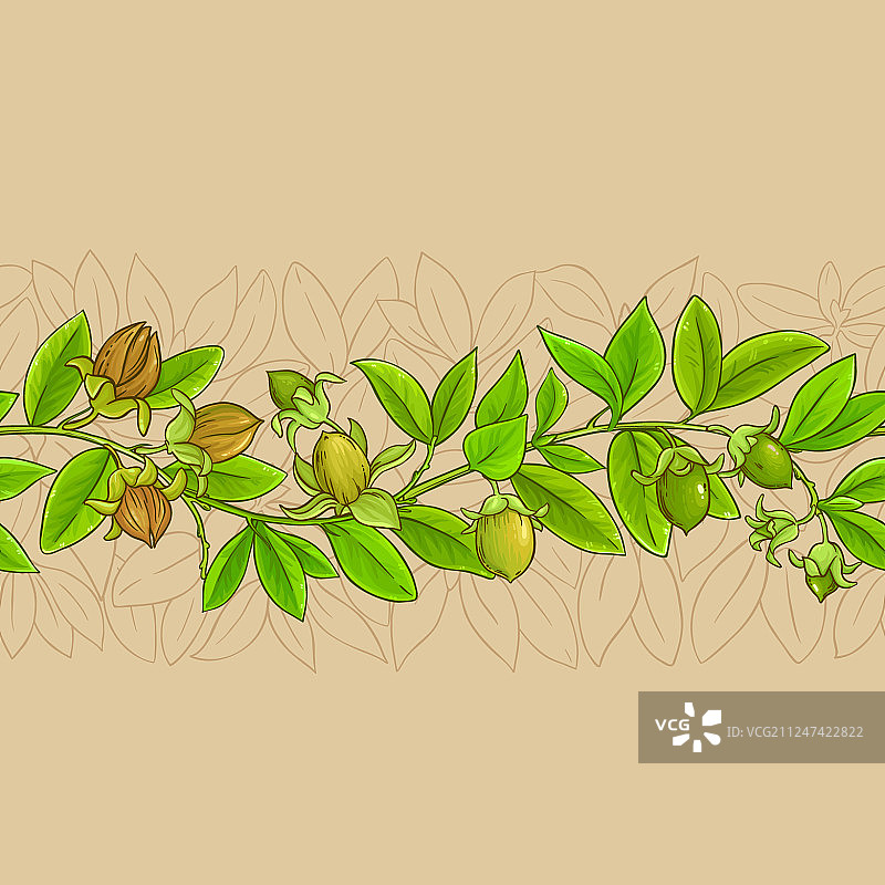 彩色背景上的荷荷巴树枝图案图片素材