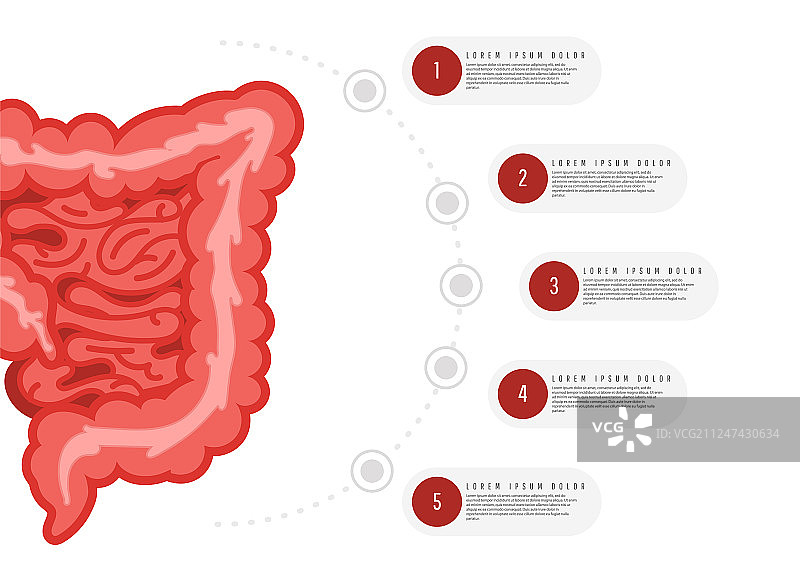 医药生物学概念信息图：结肠图片素材