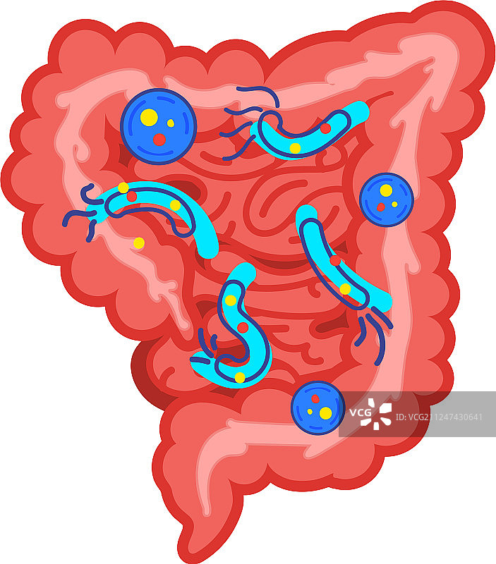 医学生物学概念大肠图片素材