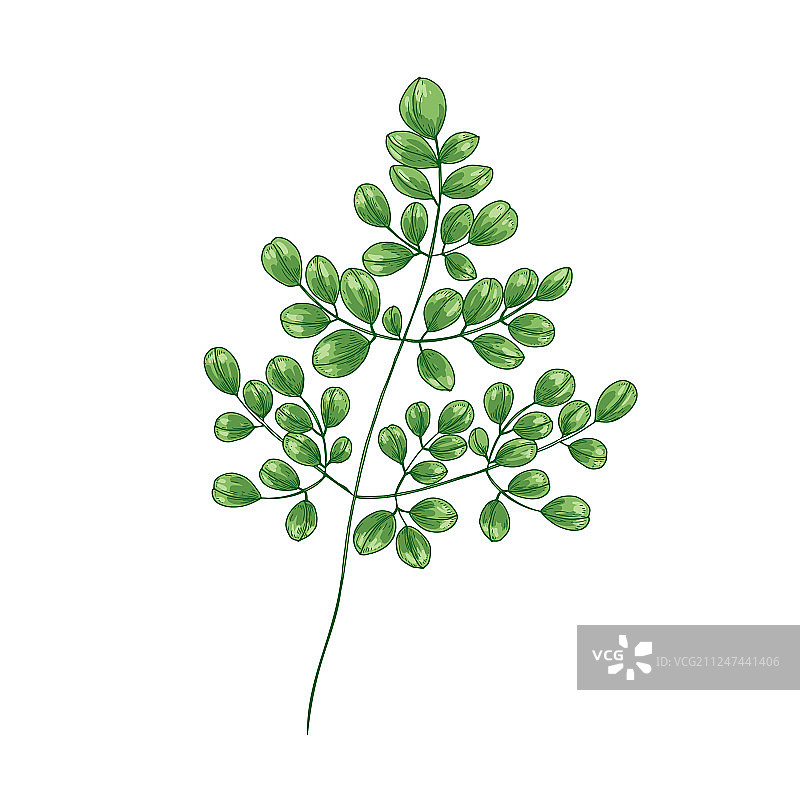 优雅的天然绘画奇迹树或辣木图片素材