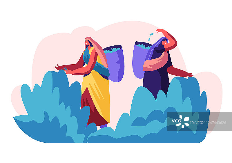 采茶工人采摘新鲜茶叶图片素材