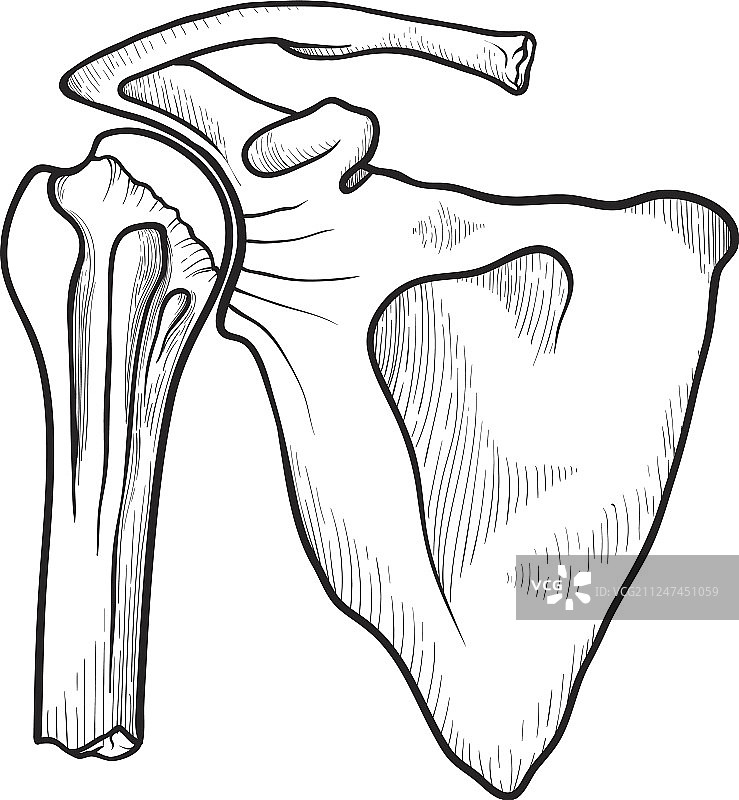 人体肩关节图标，医药健康图片素材